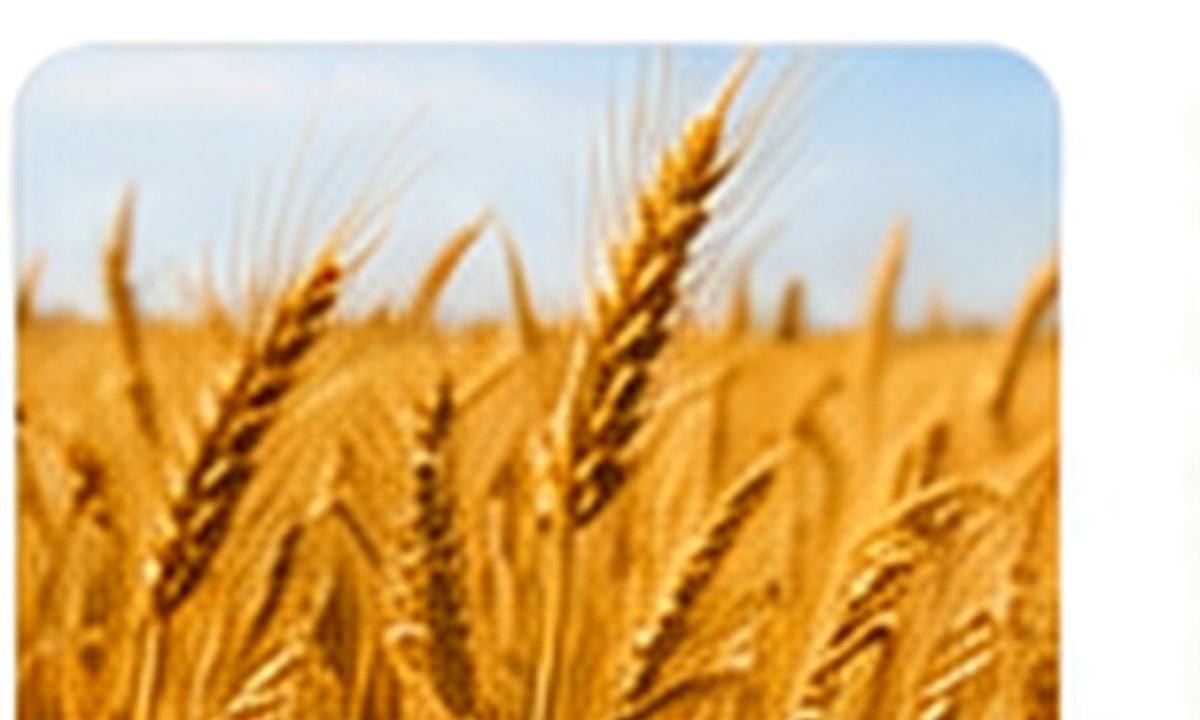 Wheat